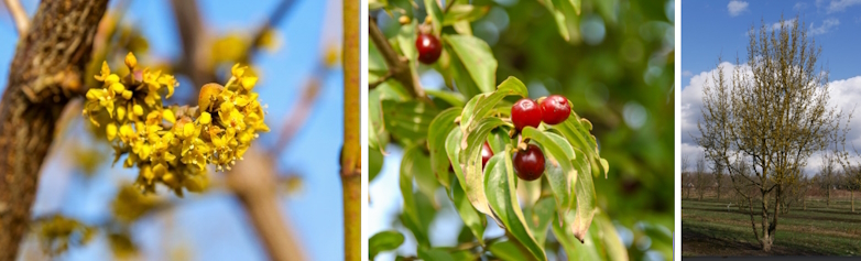Gele kornoelje (Cornus mas)