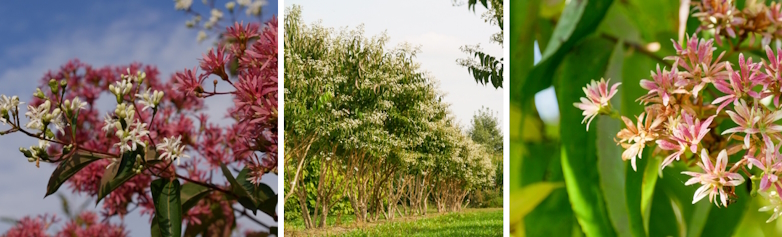 Zevenzonenboom (Heptacodium miconioides)