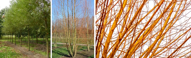 Gele wilg (Salis alba ‘Chermesina’)