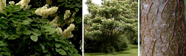 Japanse Zilverboom (Maackia amurensis)