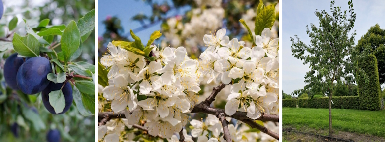 Pruimenboom (Prunus domestica 'Opal’)