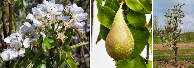 Perenboom (Pyrus communis Conférence)