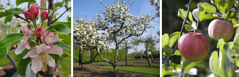 Appelboom (Malus domestica ‘Elstar’)