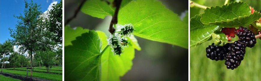 Zwarte moerbei (Morus nigra)
