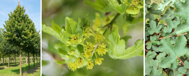 Veldesdoorn (Acer campestre)