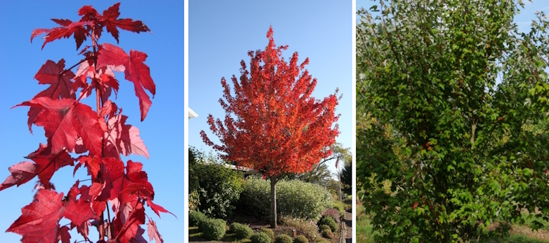 Rode esdoorn (Acer rubrum 'Redpointe' ('Frank Jr.'))