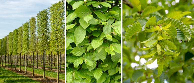 Lei-Europese haagbeuk (Carpinus betulus 'Lucas')