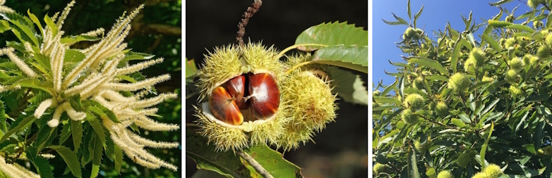 Tamme kastanje (Castanea sativa)