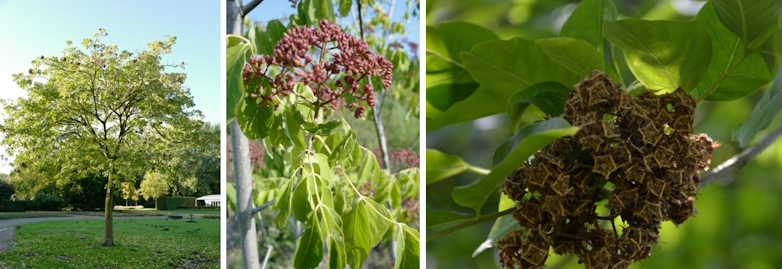 Europese honingboom (Tetradium daniellii)