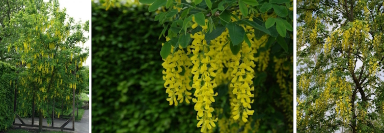 Goudenregen (Laburnum anagyroides)