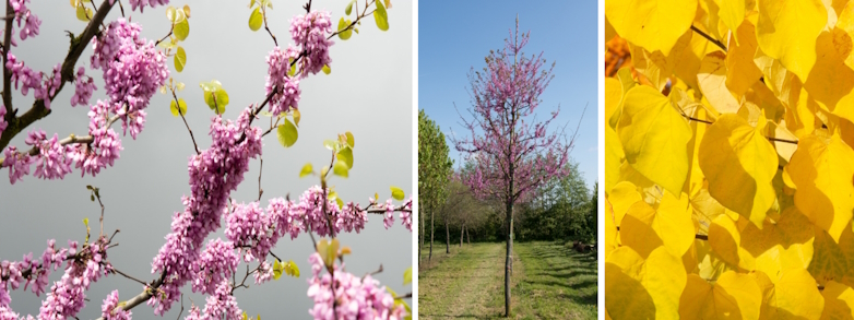 Judasboom (Cercis siliquastrum)