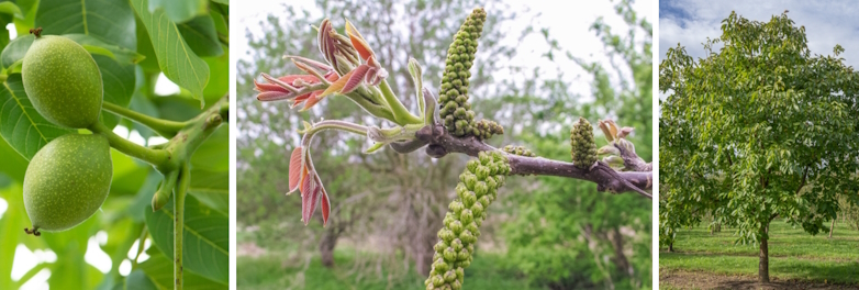 Okkernoot (Juglans regia)