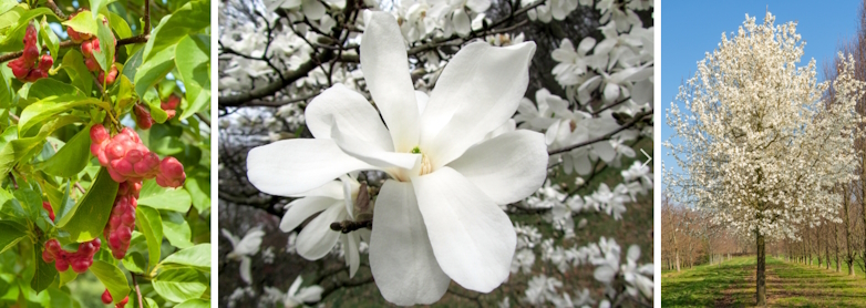 Magnolia (Magnolia kobus)