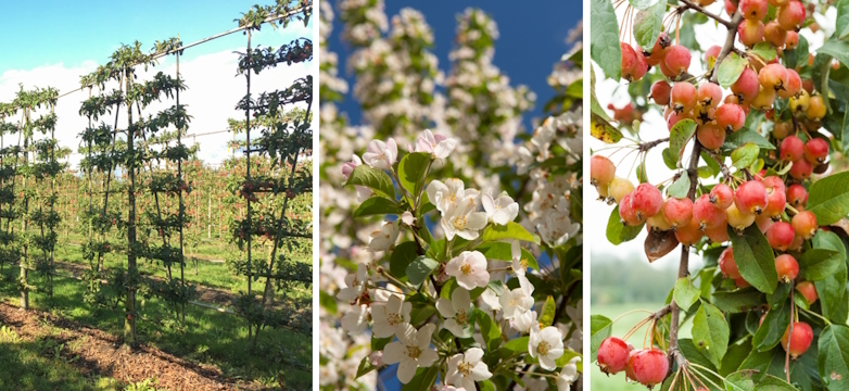 Lei-Sierappel (Malus 'Red Sentinel')