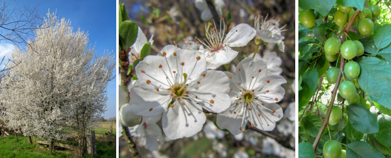 Kerspruim (Prunus cerasifera)