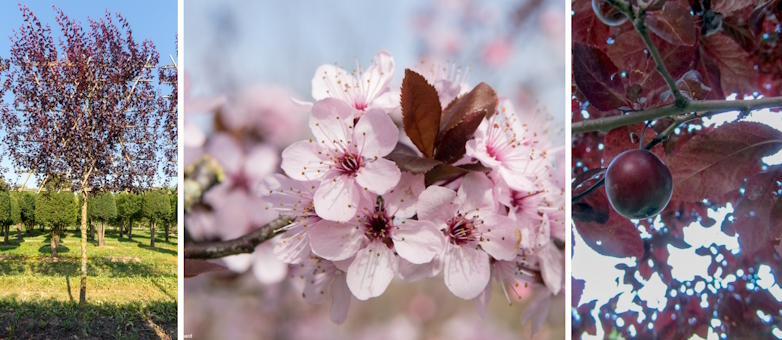 Lei-Kerspruim (Prunus cerasifera 'Nigra')