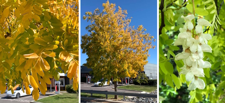 Gouden acacia (Robinia pseudoacacia 'Frisia')