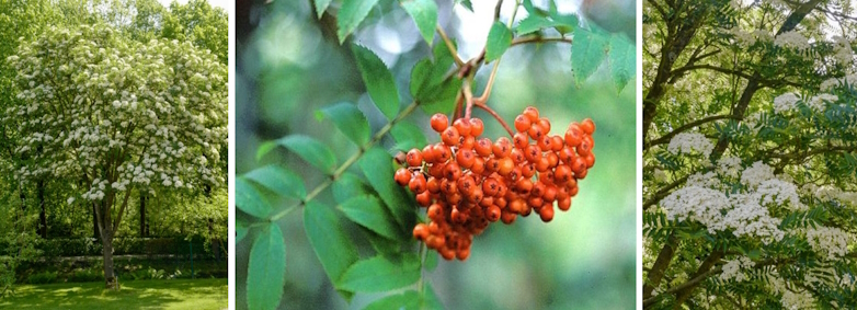 Rode lijsterbes (Sorbus commixta)