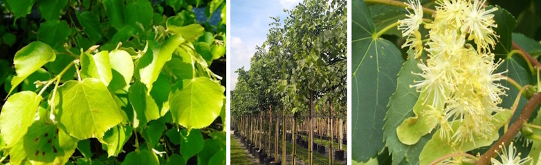 Lei-Winterlinde (Tilia cordata 'Greenspire')