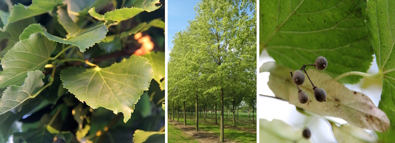 Winterlinde (Tilia cordata 'Rancho')