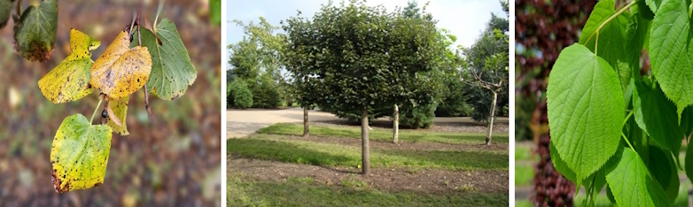 Lei-Linde (Tilia europaea ‘Pallida’)