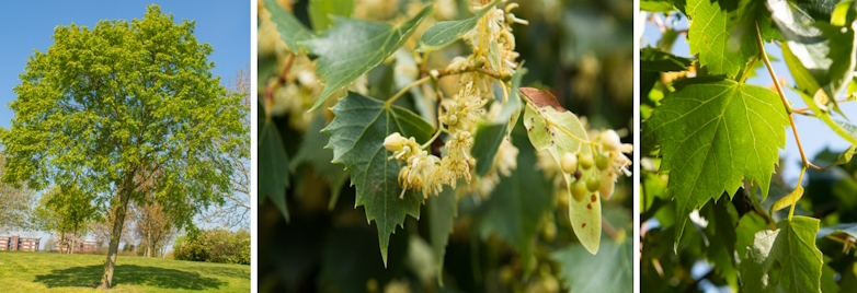 Mongoolse linde (Tilia mongolica)