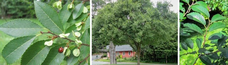 Chinese iep (Ulmus parvifolia)