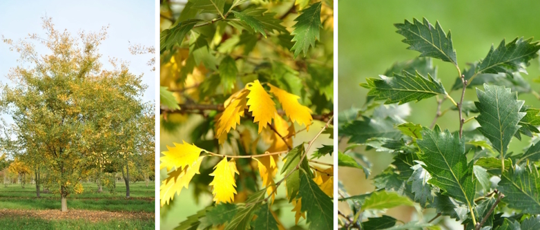 Japanse schijzelkova (Zelkova carpinifolia 'Verschaffeltii')